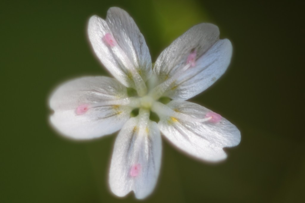 a white flower, glows in the muted light. it has a singular pale pink dot on each of its petals, out near their tip, and calm yellow spots, likely pollen, at the base of each petal. it is a tiny flower, though the photo magnifies it, allows its magnificence to express to meager human eyes. it looks like what we think a star might look like. it looks like magic. 