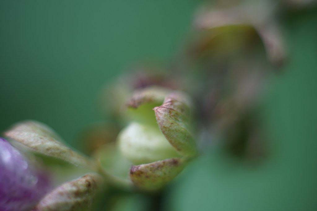 a plant, largely out of focus, opens its tiny leaves to reveal inside it, a seed. it is Fall, and plants are preparing to send their energies underground. 