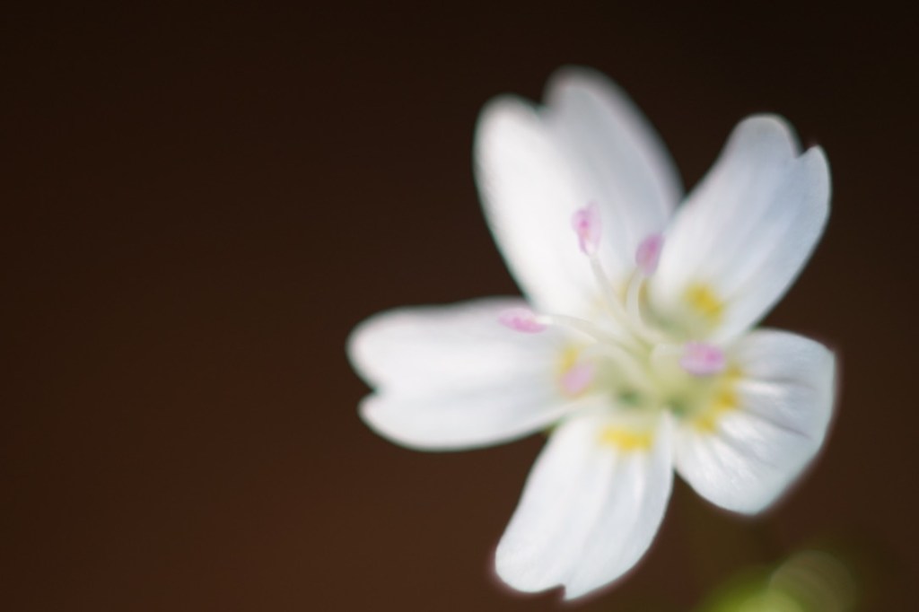 w flower, white petals with tiny pink stamens, wears a fine powder of yellow pollen, near the base of each petal. it floats gently against a backdrop of chocolate brown.