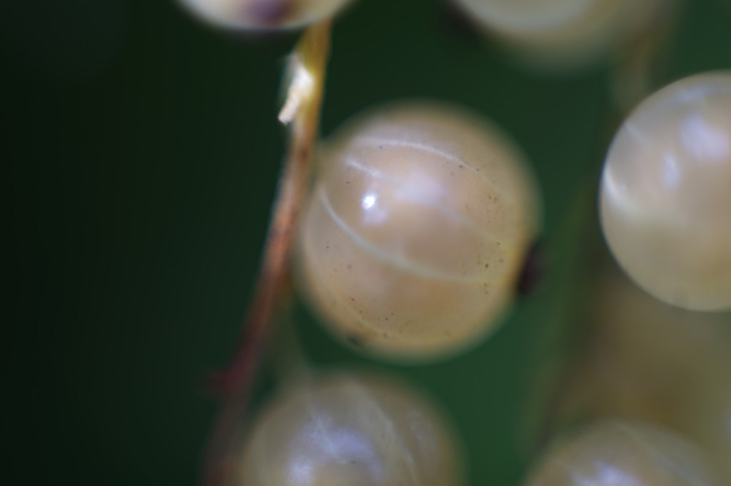 a pale white berry, nearly translucent, sits fatly on a thin vine, the ribs of its interior, visible through its pale skin
