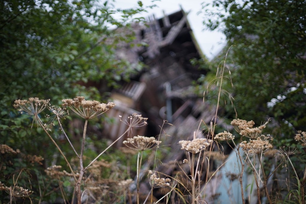 a wooden house collapses into itself, out of focus and in the background. in front, in the foreground, in focus, once-flowering plants wear themselves graceful and unbothered into Fall.