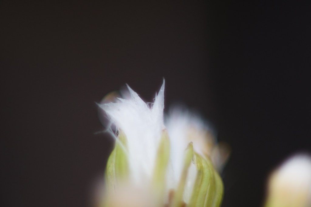 a small plant has gone pillowy and white, as it reaches itself to seed. the image is largely a pale black, with a tuft hazy white, in the foreground, the Fall foliage of a tiny oceanside plant. 