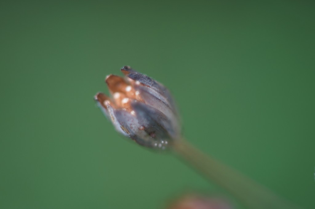 a tiny plant opens itself to Fall, giving of itself, its seed, to what might come next. 