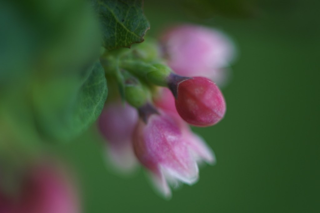 a few tiny flowers, pink and white, one open and facing down, one still too small and timid to open, rest against a backdrop of green