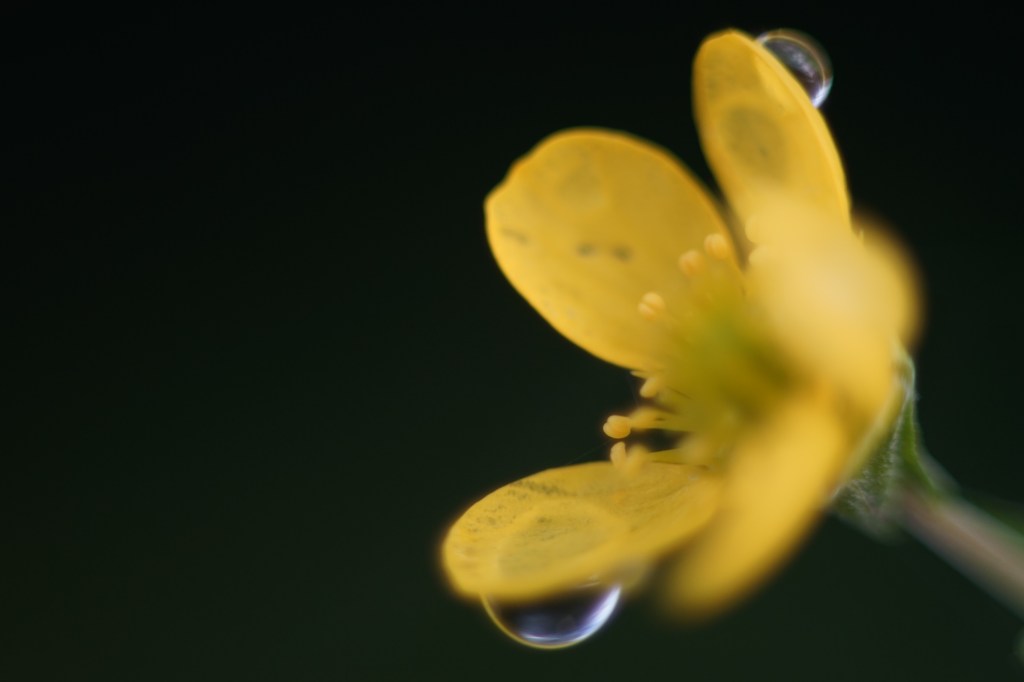a small flower appears large, as it is photographed in such a way as to magnify it. it is yellow and the background is black with a hint of green. not all of the flower is in focus, only two of its petals, both cradling a single droplet of water. 