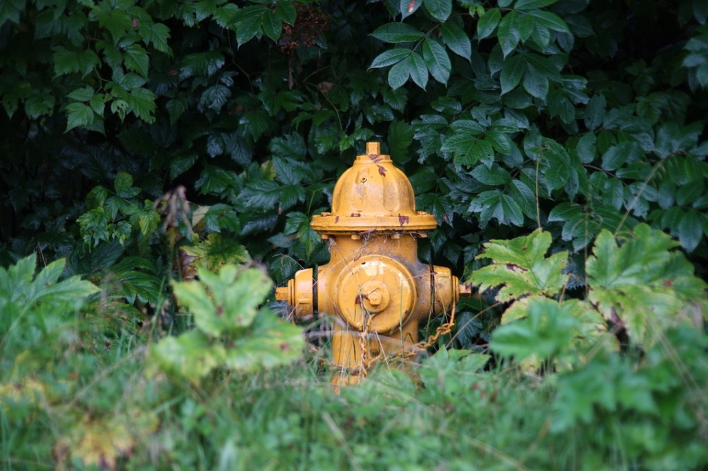 a yellow fire hydrant, slightly dirty and appearing aged, sits contentedly in an otherwise verdant, leafy green expanse of vegetation.