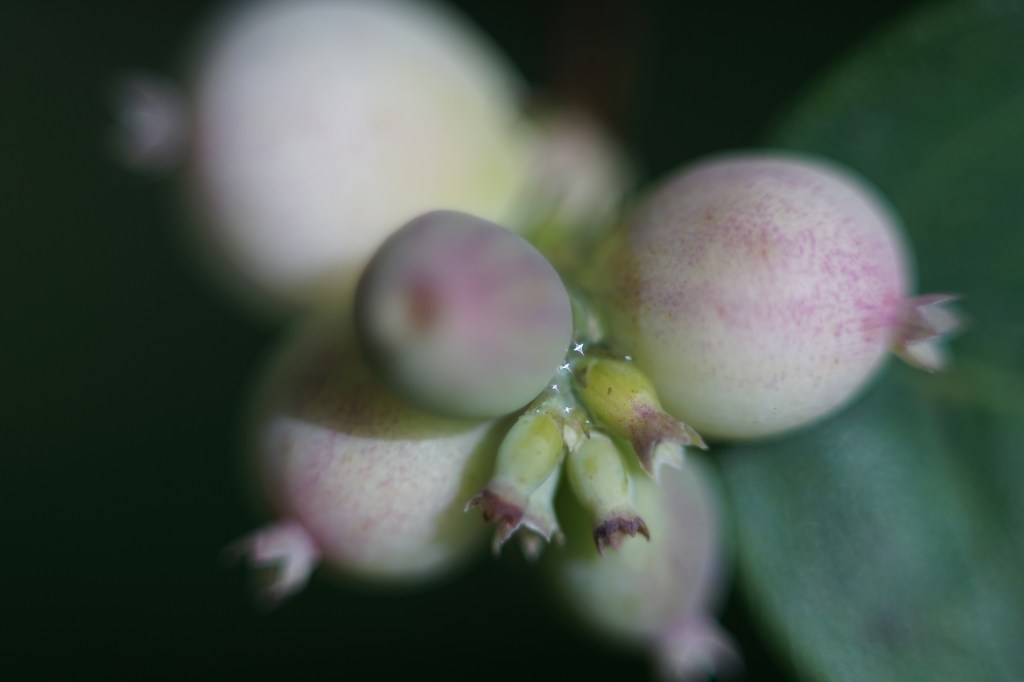 a small cluster of unripened berries, or maybe the buds of a tiny flower, sit pale white and creamy purple in the muted light. water droplets at their center, sparkle like stars. 