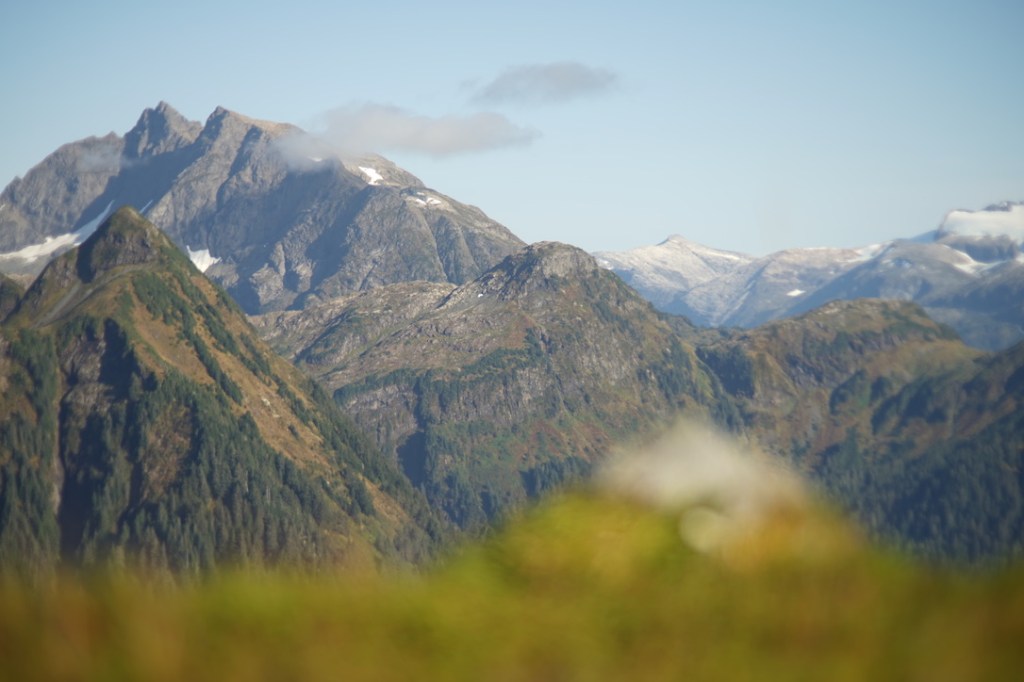 in the foreground, out of focus, yellow and green alpine plants rise up a small cropping of rock. in the distance, in focus, the land rises into muscled mountains. new snow salts the distant peaks. 