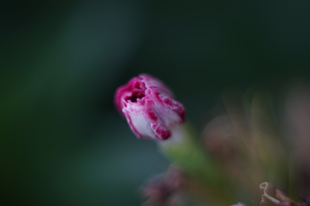 a tiny flower, pink, white, fuchsia, rests in the center of the frame, against a backdrop of varying greens. it is loosely in focus, its edges blur.
