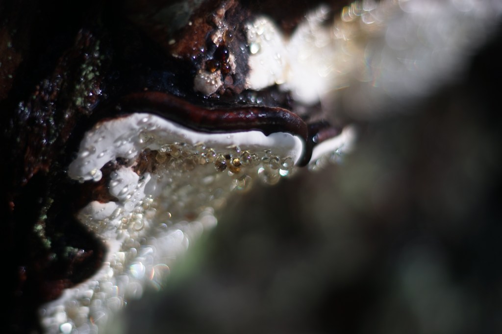 a woody fungus grows from an old growth tree. it is sparkling and jeweled on its dazzling white underside, with countless droplets of water. 