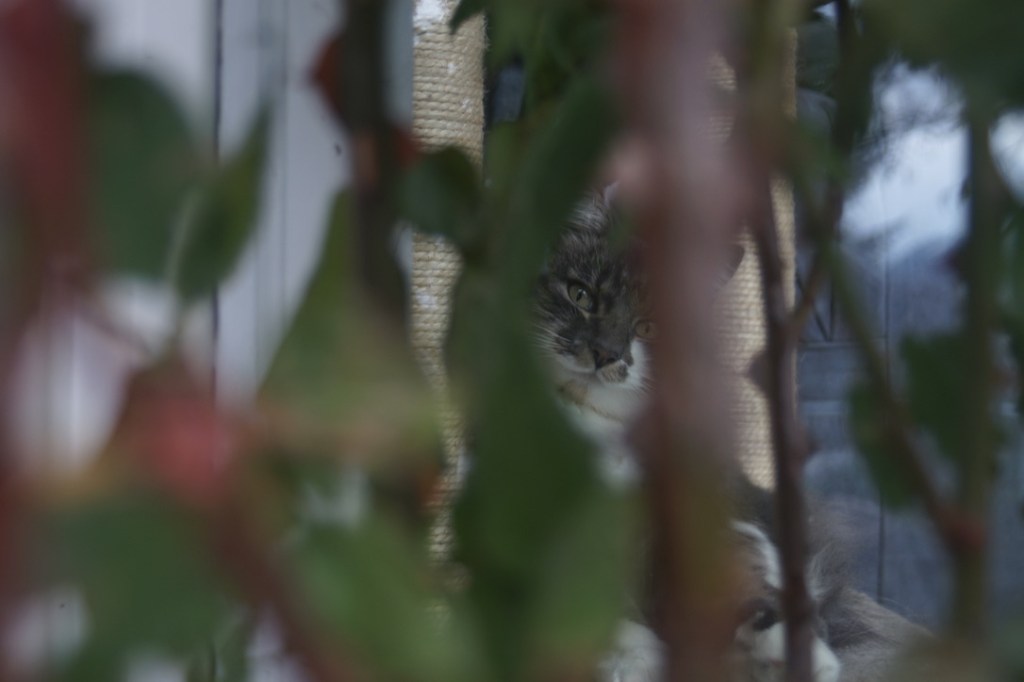 a cat sits inside, behind a large glass window, and can be seen from the outside, really just its head and looking eyes, from behind and between the branches of a bush