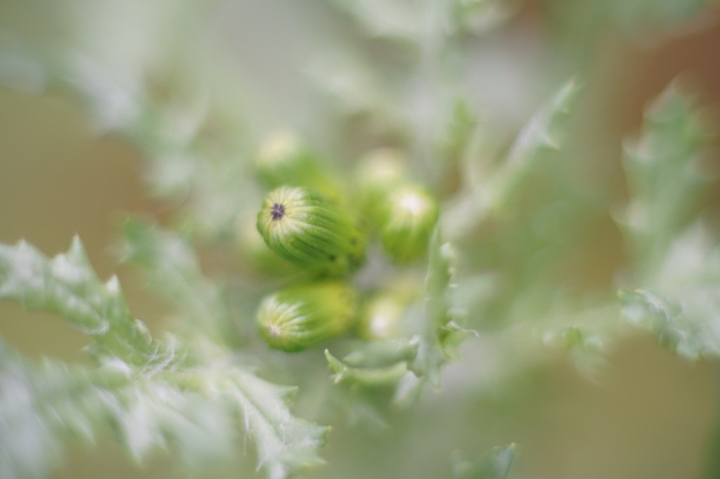 a cluster of tiny green plants, closed tight to the coming cold