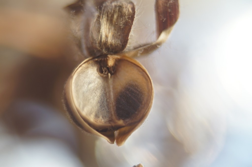 a dry husk is brown and papery, exposing the soft white of its inner shell, in the late Fall light.