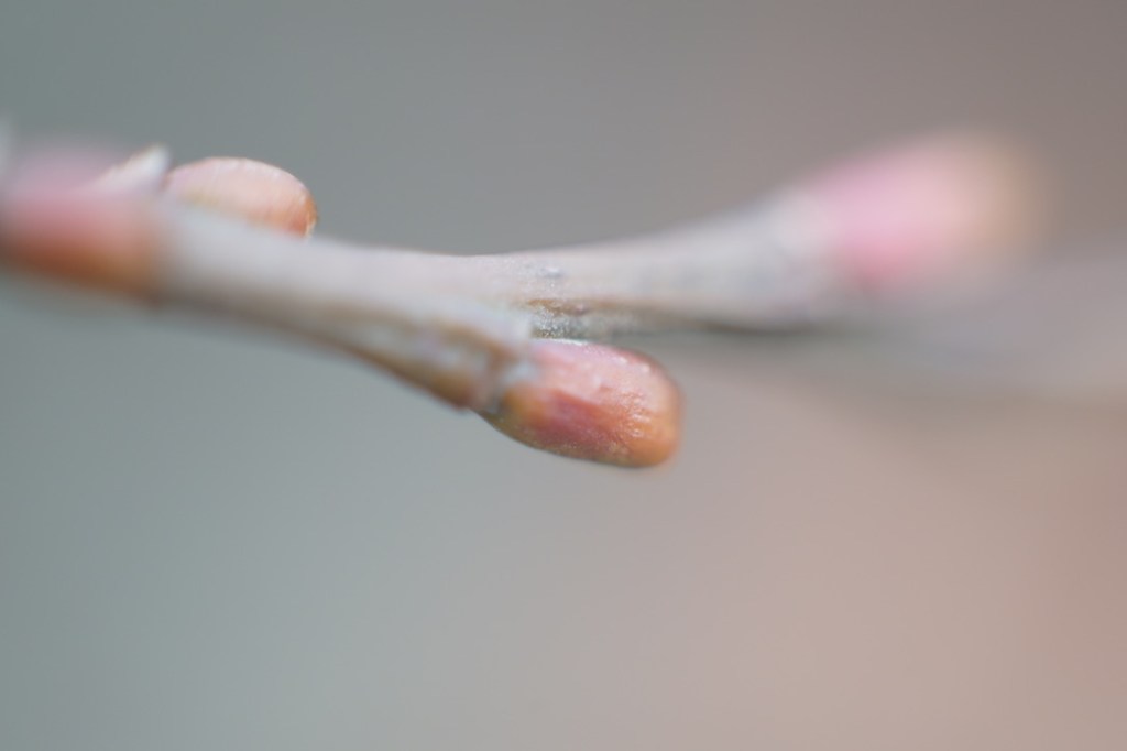 a small and pale bud, its color a variation on light red, protrudes from a bare branch. the background is light in color and blurry, only a portion of the small bud is in focus. 