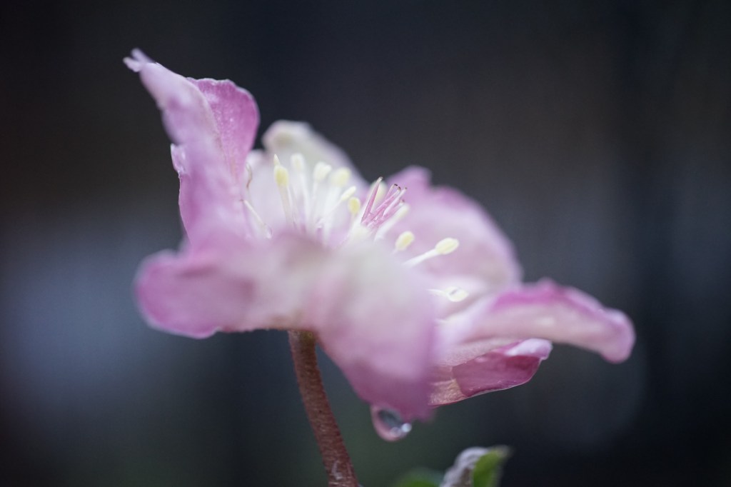 a pink flower against a backdrop of dark blue