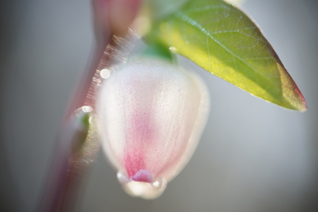 a tiny bell-shaped flower is splendid in the pale light of early Spring