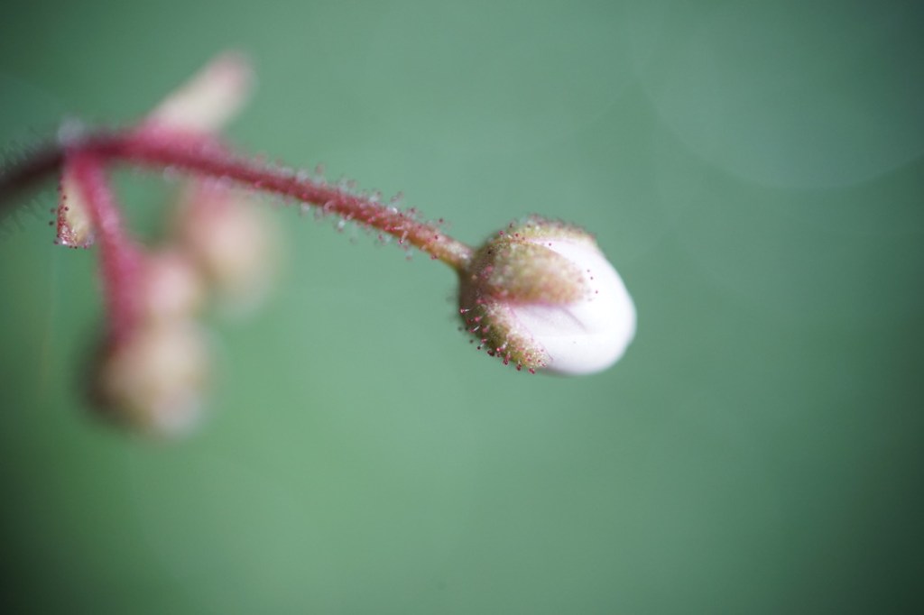 a tiny white flower, still unfurled, peaks out from its green sheathing
