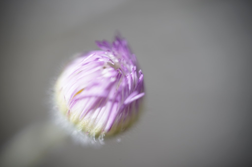 thin and frequent, purple petals on a Spring flower, still tightly hugged to itself