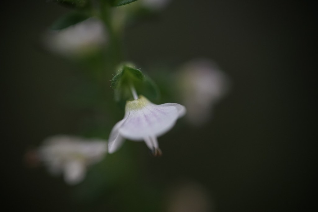 a tiny white flower, tinged gently with pink