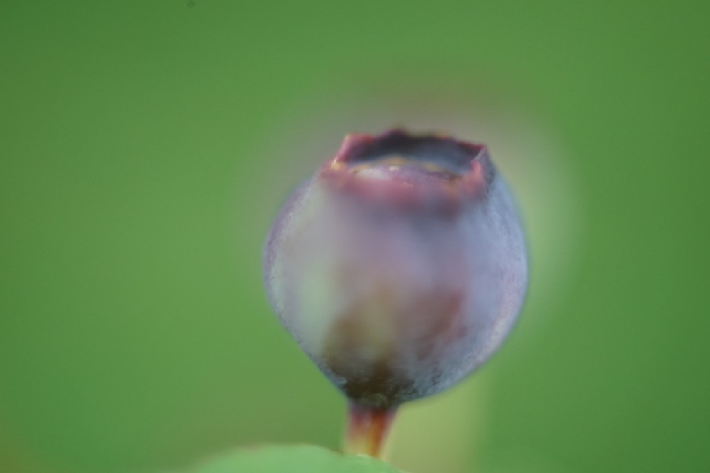 a tiny blueberry, just barely turned blue from green