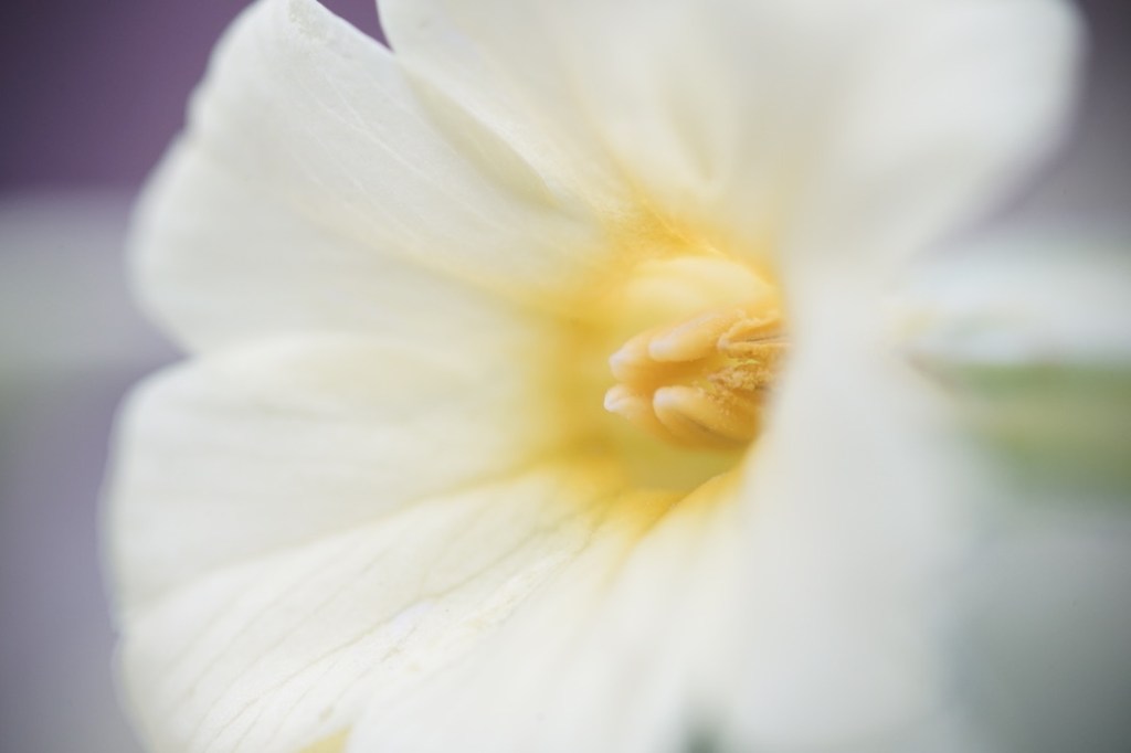 a flower, petals so pale as to appear white, is bright yellow with pollen at its center
