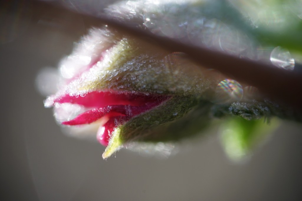 a flower is still mostly closed, its dark pink petals peeking out, it's body covered in tiny ice crystals. 