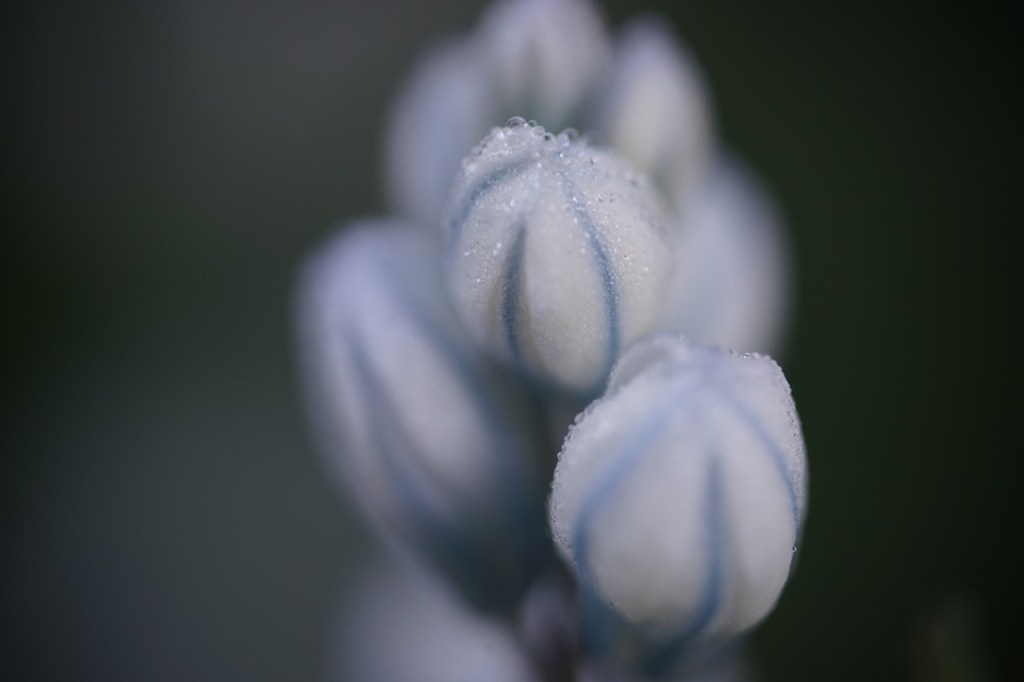 tiny white flowers with stripes of pale blue wear even tinier droplets of water. 