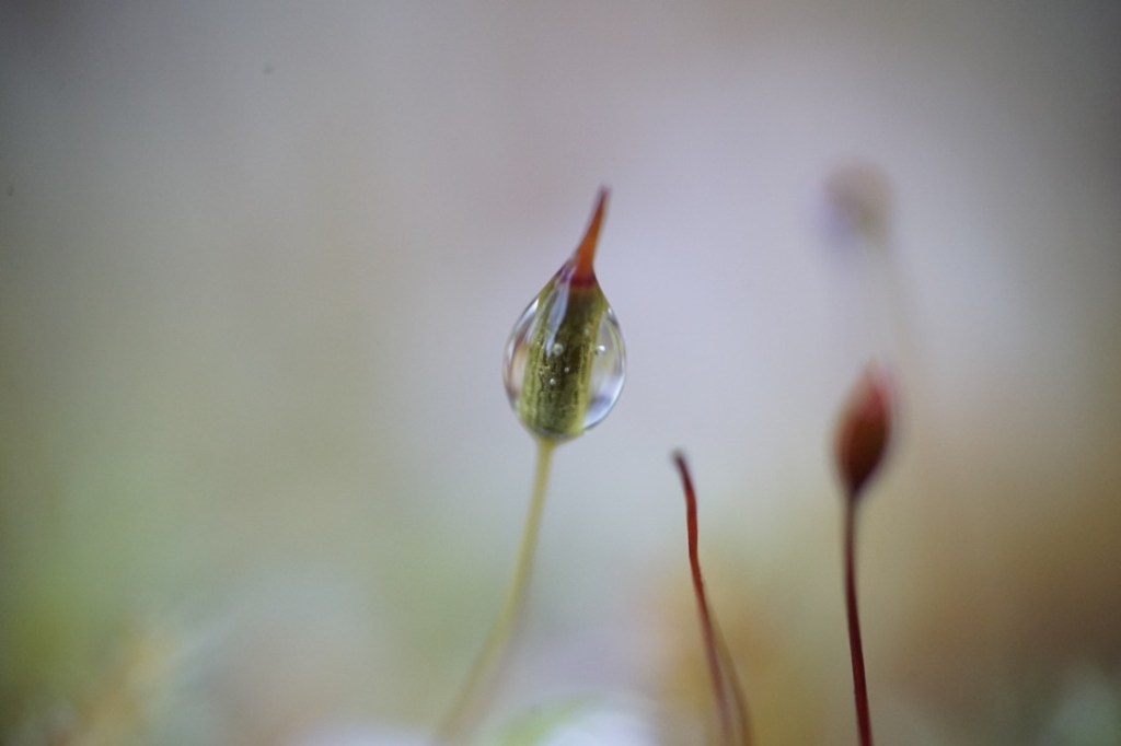 a tiny plant is encased in a single droplet of water