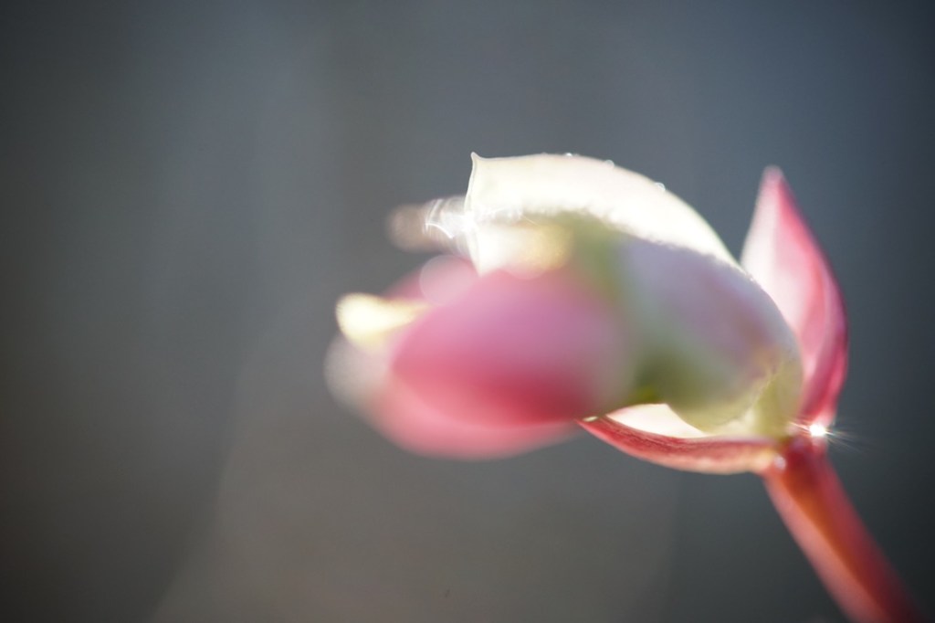 a Winter plant opens itself to the weak light. the plant is out of focus, and a pinprick of jeweled light shines through.