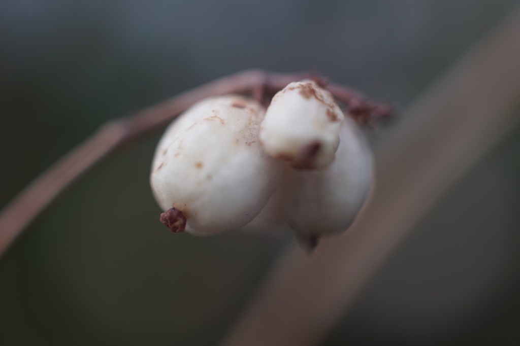 three winter white berries, one shriveled and spotted in brown, against a haunted blue background