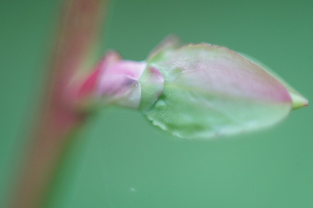 brand new leaves, light green, pale pink, from a thin branch of striated red