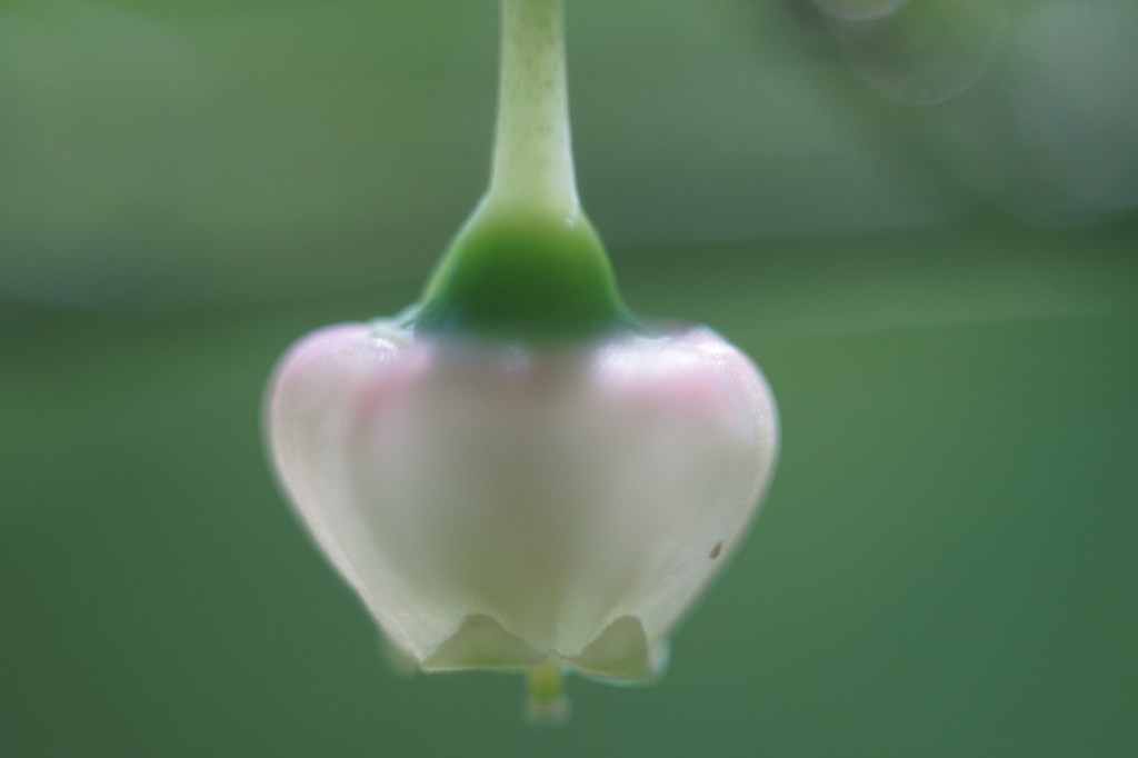 a small Spring flower, pale white and pink, shaped like a bell, glows against a backdrop of green