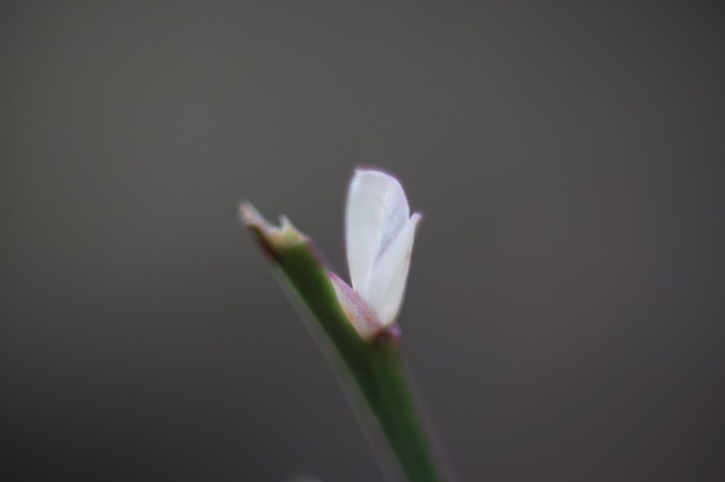 a tiny pearlescent leaf, white with youth, springs from a Spring stalk