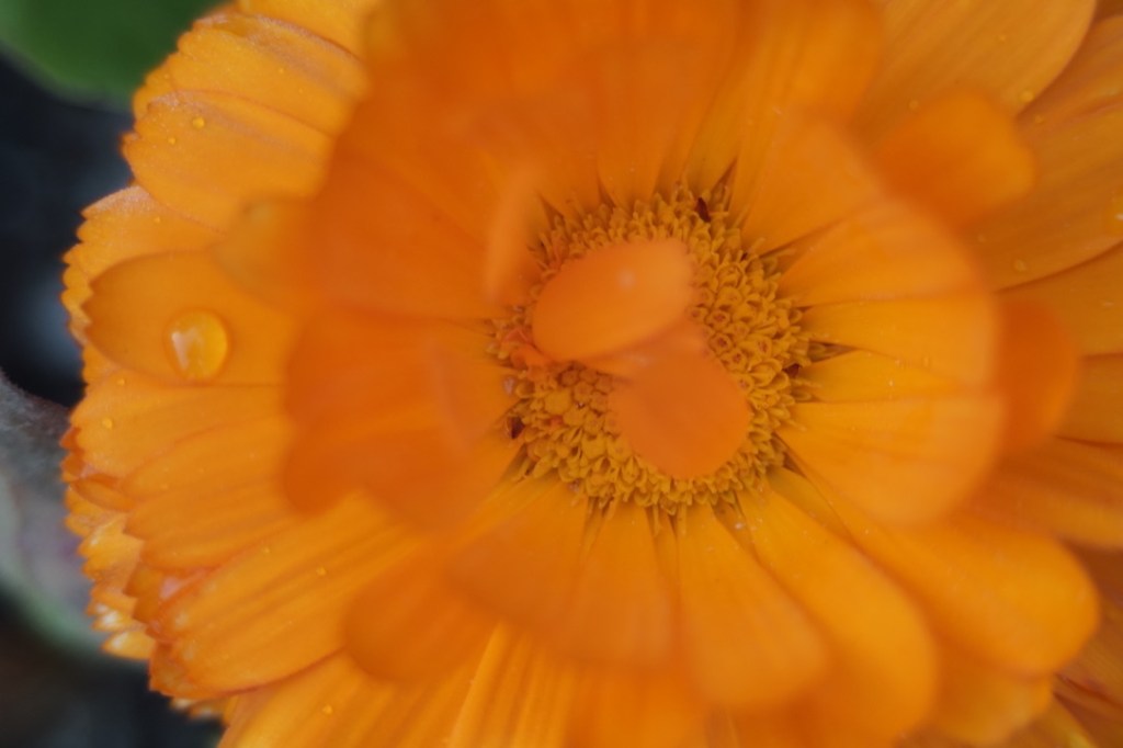an orange flower is brilliant, bejeweled with tiny drops of water