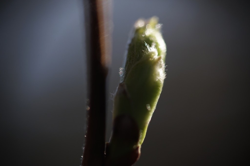 a fresh brand new bud, leaf bud, still tightly curled into itself, emerges into a cautious Spring