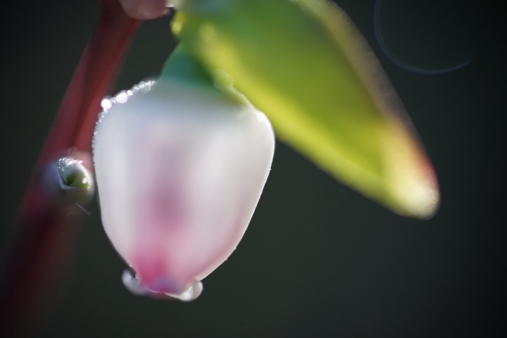 a tiny bell of Spring flower, pink and white and in a blur, floats beneath its leaf, next to its bud.