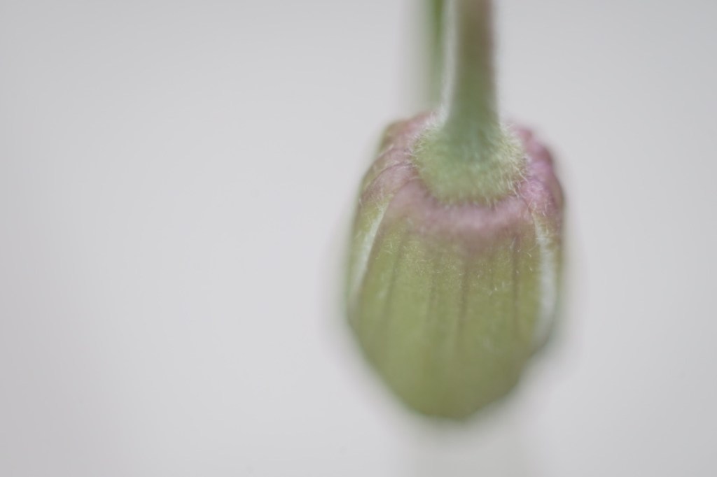 a flower still in bud bends gracefully down and away from camera lens of its capture