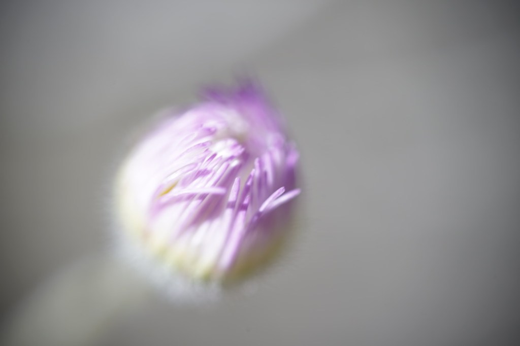 a small flower. thin pale purple fronds, still mostly bunched together in the timidity of early Spring