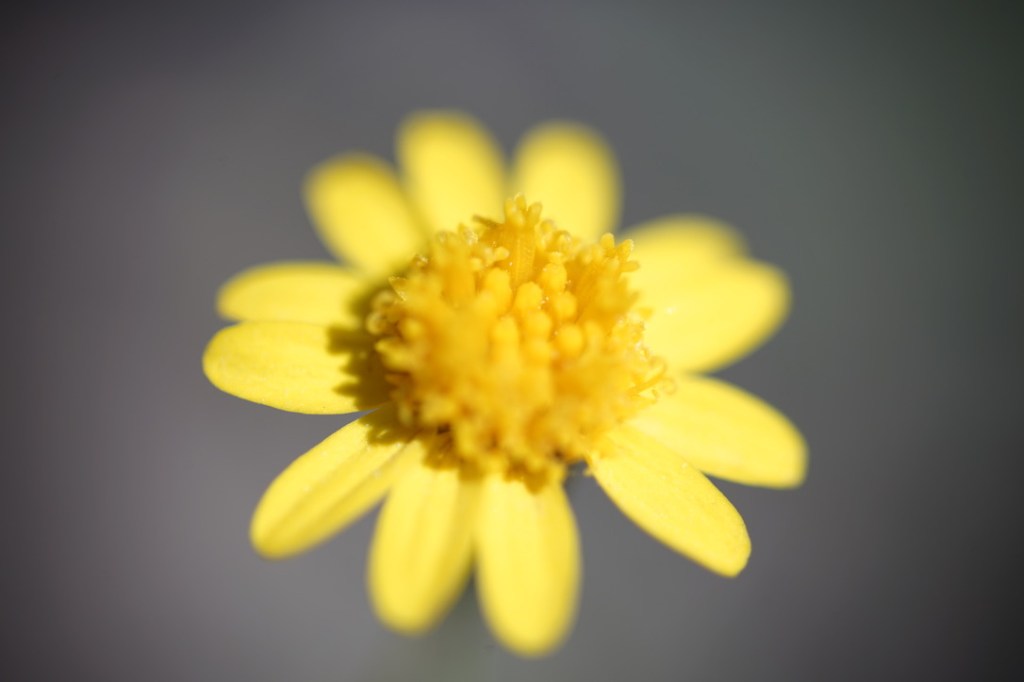 a bright yellow flower, its petals nothing but joy