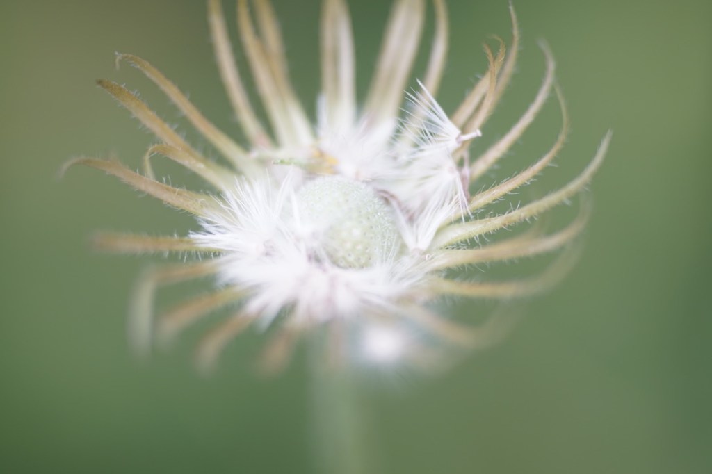 Close-up of a dandelion seed head with delicate white strands against a blurred green background.