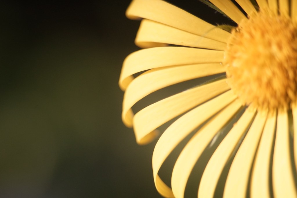 Close-up of a yellow flower with petal layers and a central disc.
